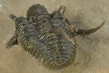 Spiny Cyphaspis Trilobite - Ofaten, Morocco #284061-5